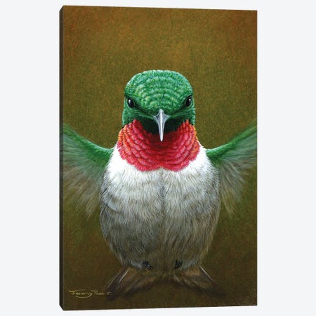 Hummingbird Canvas Print #JYP16} by Jeremy Paul Canvas Art Print
