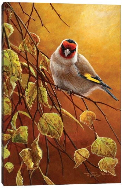 Goldfinch Canvas Art Print - Jeremy Paul