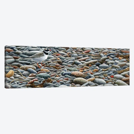 Pebbles - Ringed Plover Canvas Print #JYP18} by Jeremy Paul Canvas Artwork
