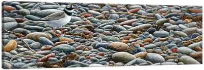 Pebbles - Ringed Plover Canvas Art Print - Plovers
