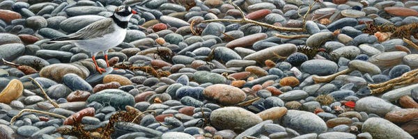 Jeremy Paul: Pebbles - Ringed Plover by Jeremy Paul