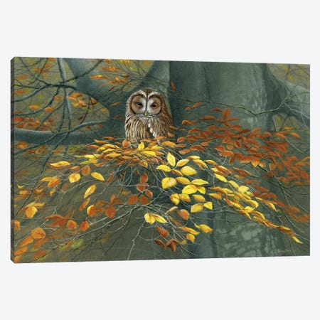 Tawny Owl Autumn Canvas Print #JYP1} by Jeremy Paul Canvas Art Print