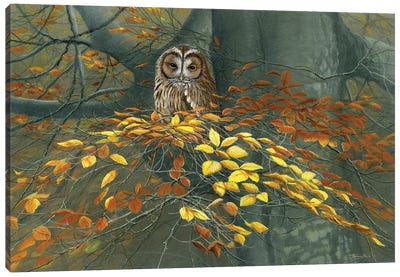 Tawny Owl Autumn Canvas Art Print - Owl Art
