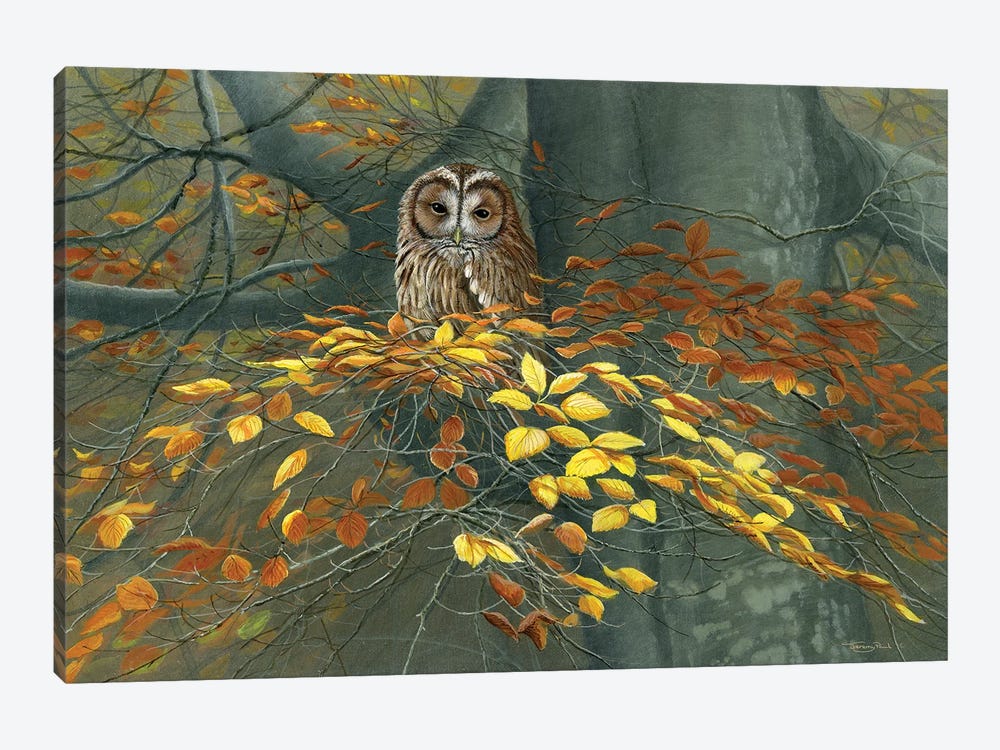 Tawny Owl Autumn by Jeremy Paul 1-piece Canvas Art