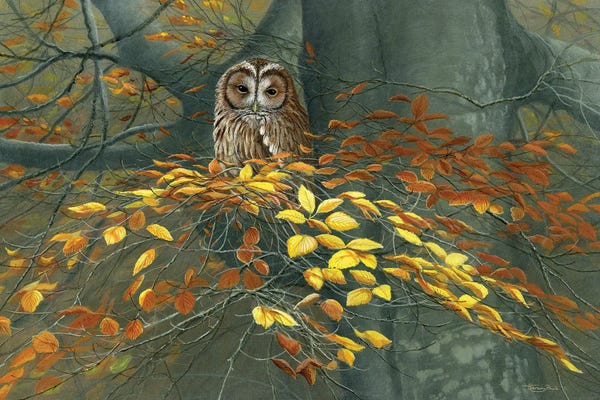 Jeremy Paul: Tawny Owl Autumn by Jeremy Paul