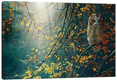 Tawny Owl Canvas Art Print - Autumn Art