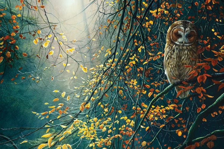 Tawny Owl by Jeremy Paul wall art