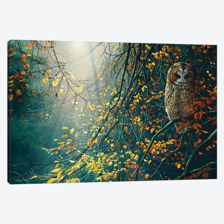 Tawny Owl Canvas Print #JYP20} by Jeremy Paul Canvas Print