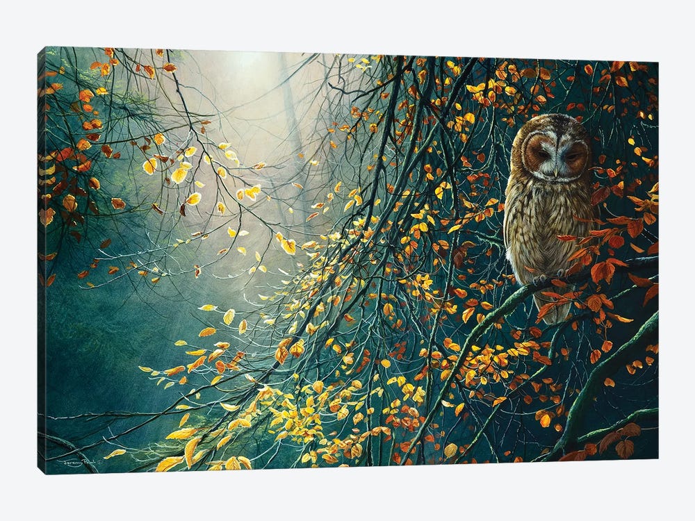 Tawny Owl by Jeremy Paul 1-piece Canvas Art Print