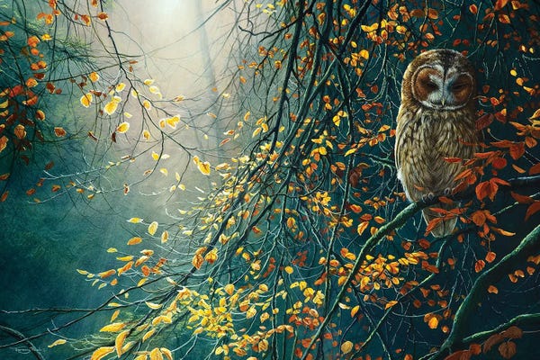 Cabin & Lodge Décor: Tawny Owl by Jeremy Paul