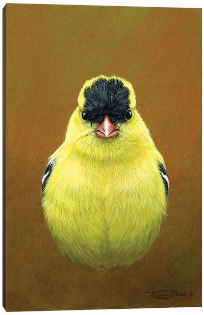 American Goldfinch Canvas Art Print - Finch Art