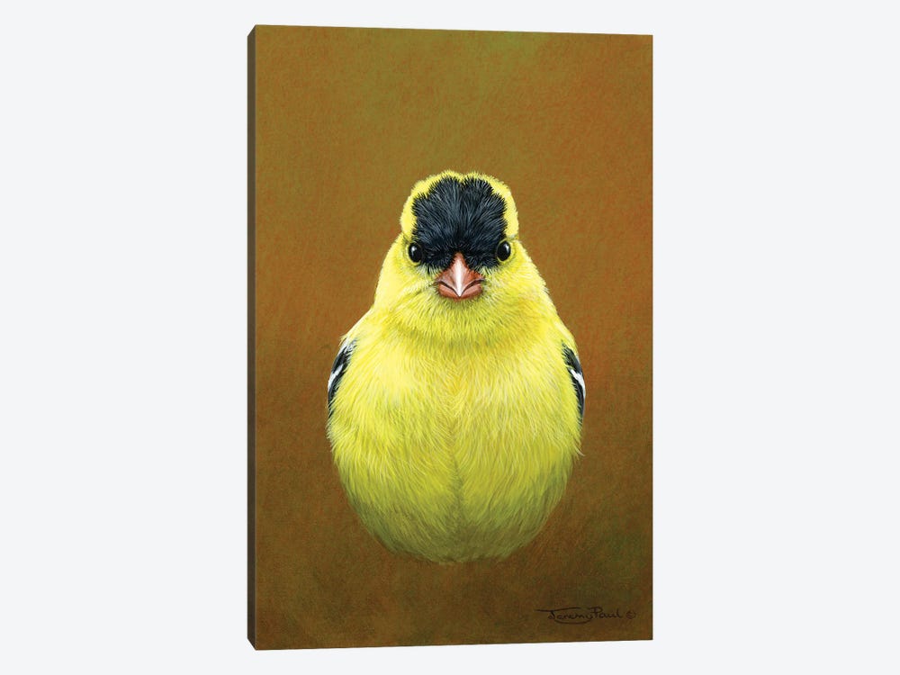 American Goldfinch by Jeremy Paul 1-piece Canvas Art
