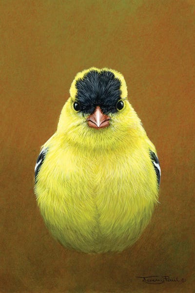 Cabin & Lodge Décor: American Goldfinch by Jeremy Paul