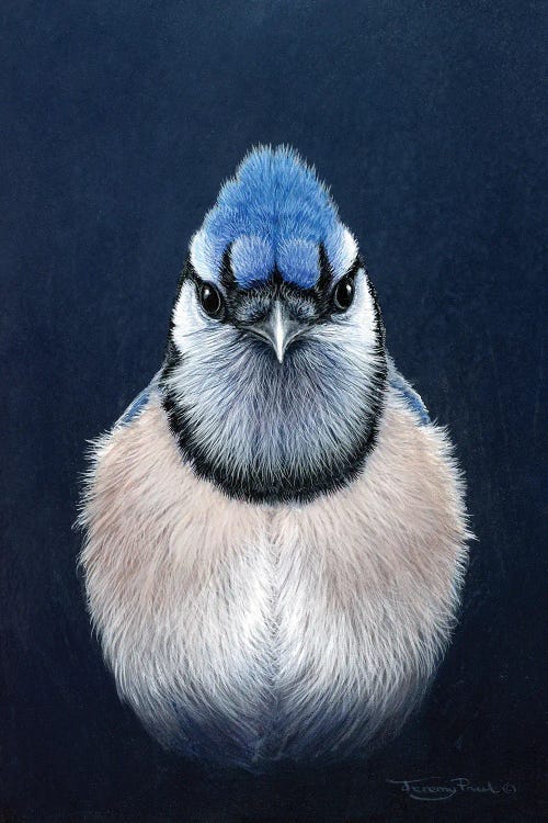 Blue Jay by Jeremy Paul wall art