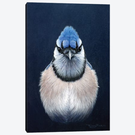 Blue Jay Canvas Print #JYP22} by Jeremy Paul Canvas Print
