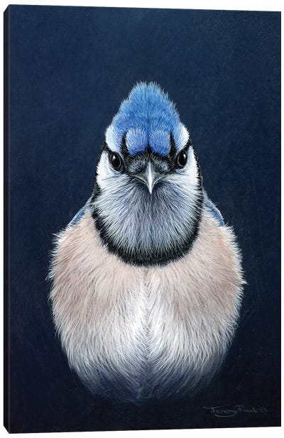 Blue Jay Canvas Art Print - Jeremy Paul