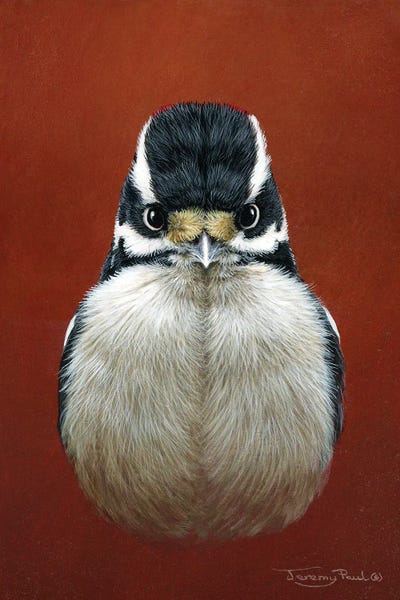 Downy Woodpecker by Jeremy Paul canvas print