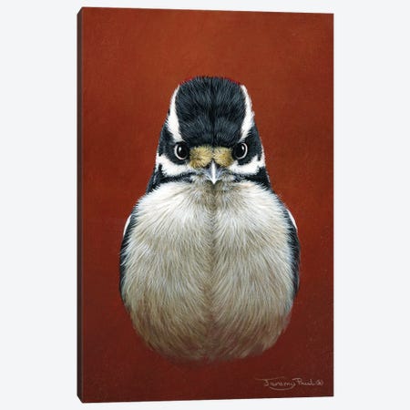 Downy Woodpecker Canvas Print #JYP25} by Jeremy Paul Canvas Art