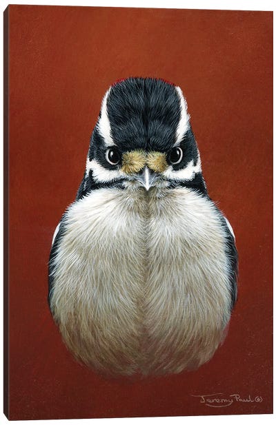 Downy Woodpecker Canvas Art Print - The Art of the Feather