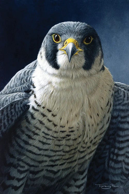 Peregrine by Jeremy Paul wall art