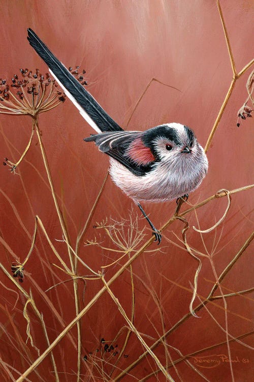 Long Tailed Tit by Jeremy Paul wall art