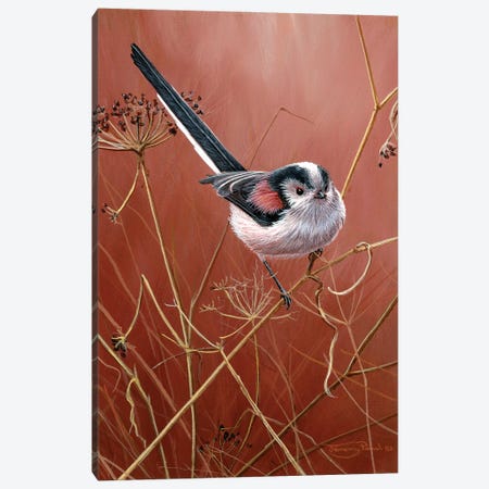 Long Tailed Tit Canvas Print #JYP27} by Jeremy Paul Canvas Wall Art