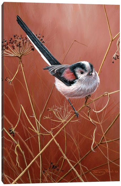 Long Tailed Tit Canvas Art Print - Jeremy Paul