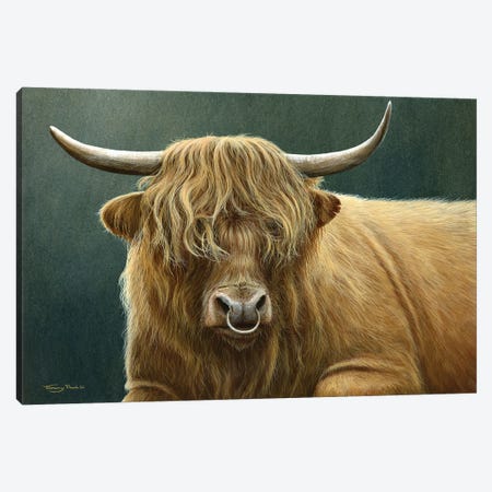 Highland Bull Canvas Print #JYP28} by Jeremy Paul Art Print