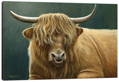 Highland Bull Canvas Art Print - Bull Art