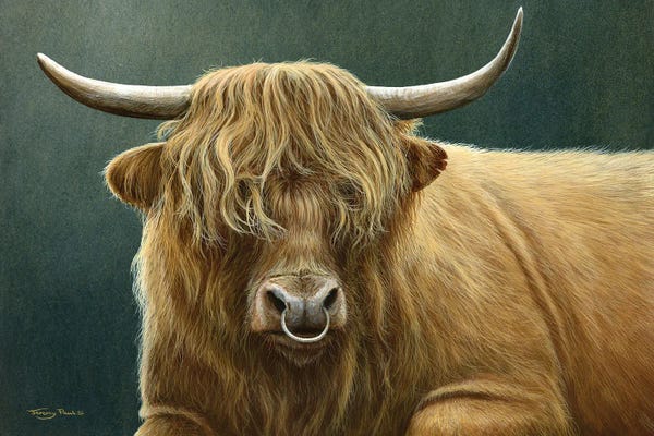 Jeremy Paul: Highland Bull by Jeremy Paul