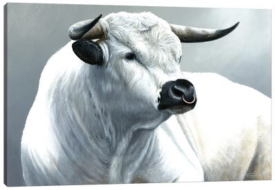 White Park Bull Canvas Art Print - Bull Art