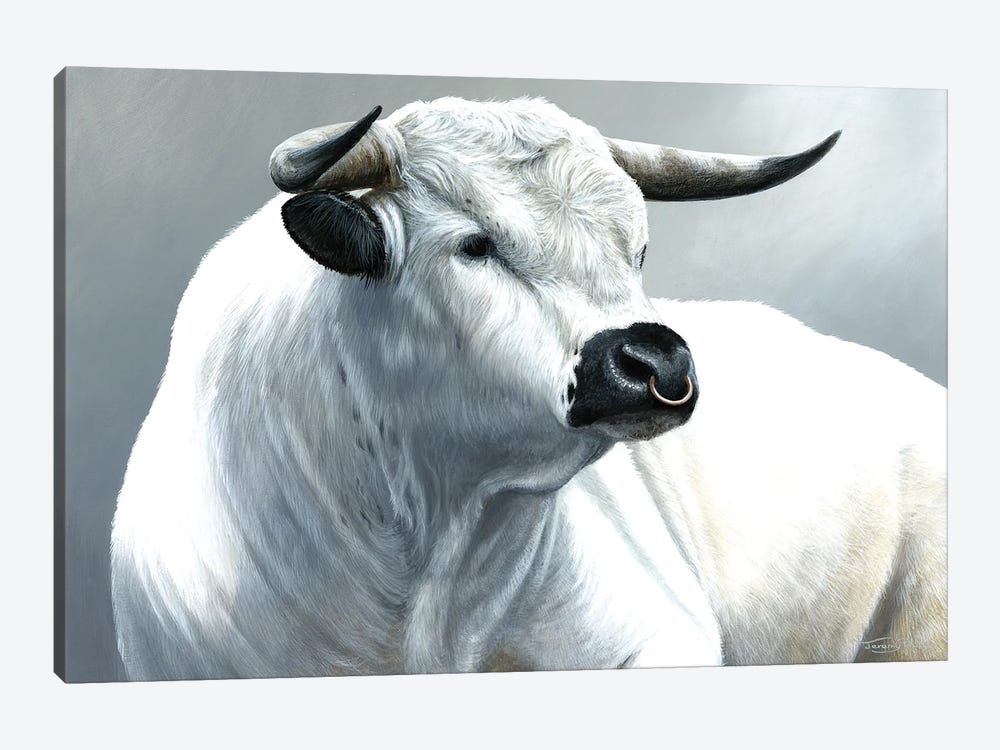 White Park Bull by Jeremy Paul 1-piece Canvas Wall Art