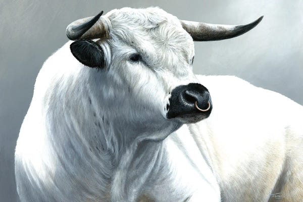 Jeremy Paul: White Park Bull by Jeremy Paul