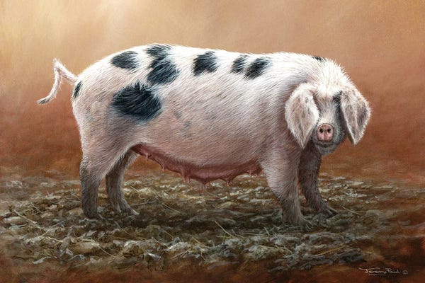 Pigs: Gloucester Old Spot by Jeremy Paul