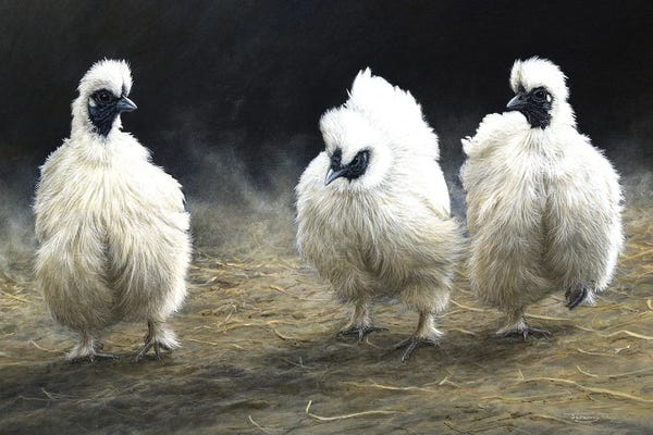 Dust Devils - Silkies