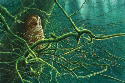 Tawny Owl by Jeremy Paul framed wall art
