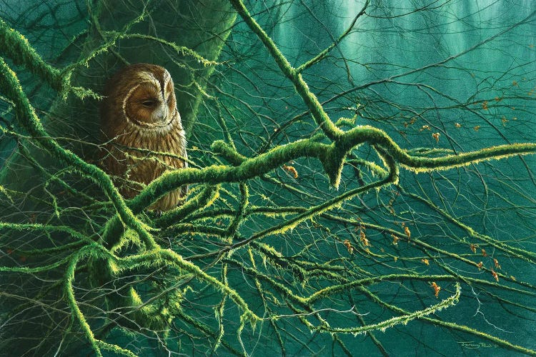 Tawny Owl by Jeremy Paul wall art