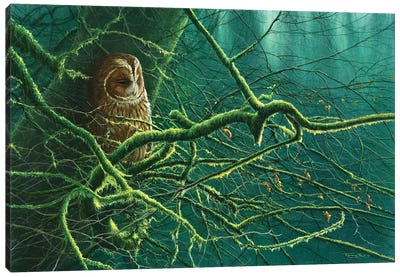 Tawny Owl Canvas Art Print - Jeremy Paul