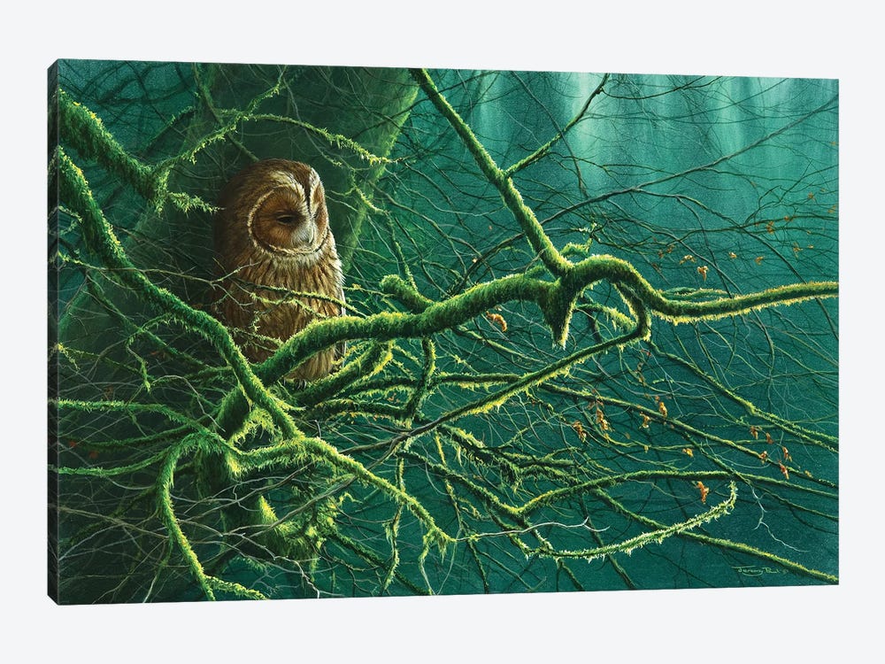 Tawny Owl by Jeremy Paul 1-piece Canvas Wall Art