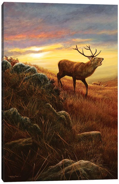 Mountain Light Canvas Art Print - Elk Art