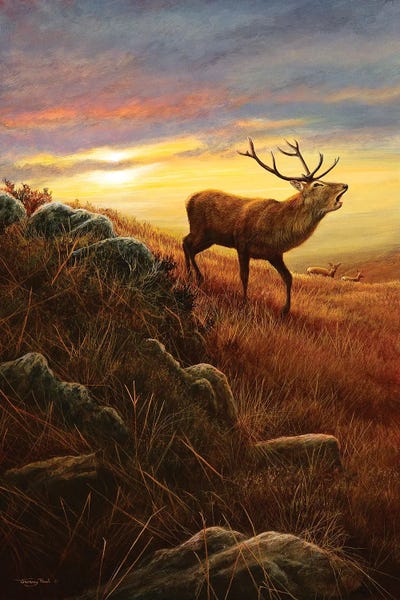 Elk: Mountain Light by Jeremy Paul