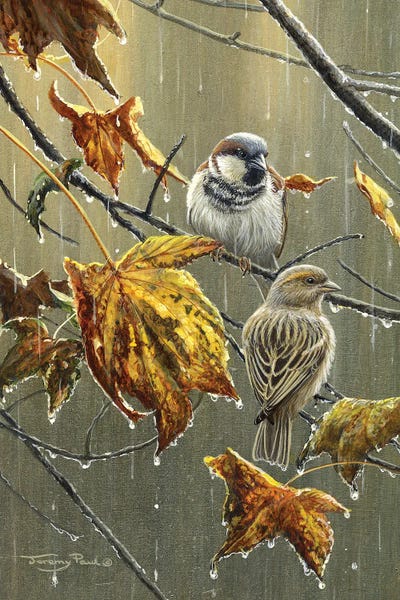 Rain: Sparrows In The Rain by Jeremy Paul