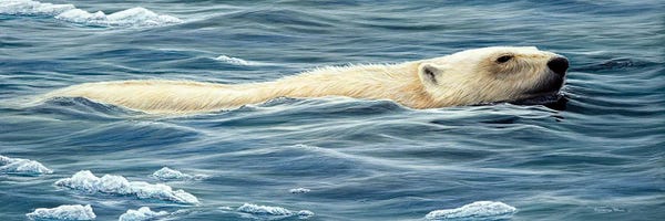 Polar Bears: Fragments Of Ice by Jeremy Paul