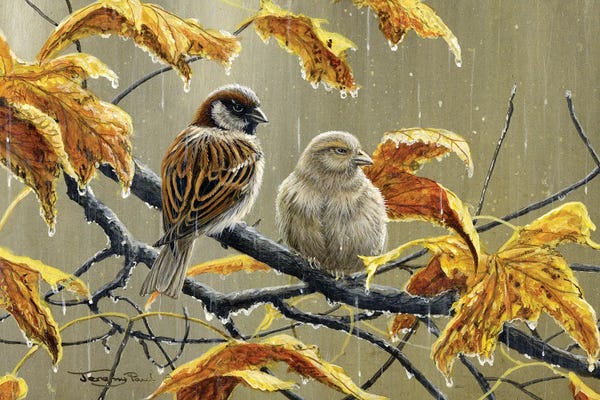 Jeremy Paul: Rainy Days - Sparrows by Jeremy Paul