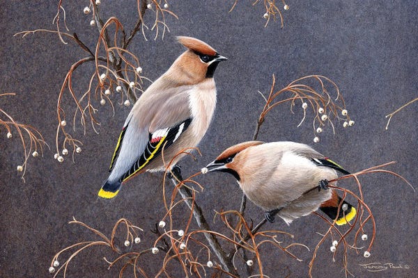 Jeremy Paul: Waxwings by Jeremy Paul