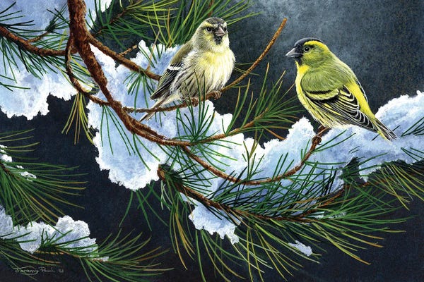 Rustic Winter: Siskins. by Jeremy Paul