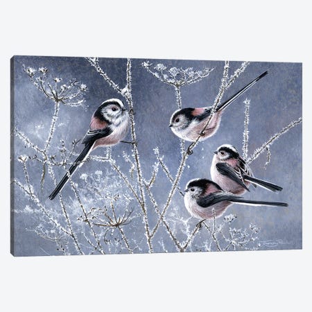 Frosty Morning - Long Tailed Tits Canvas Print #JYP39} by Jeremy Paul Canvas Artwork