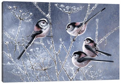 Frosty Morning - Long Tailed Tits Canvas Art Print - Rustic Winter