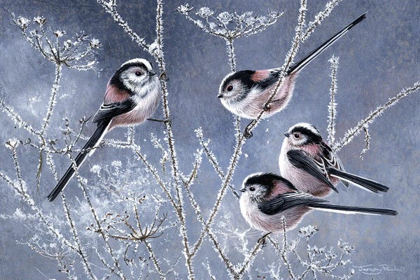 Rustic Winter: Frosty Morning - Long Tailed Tits by Jeremy Paul