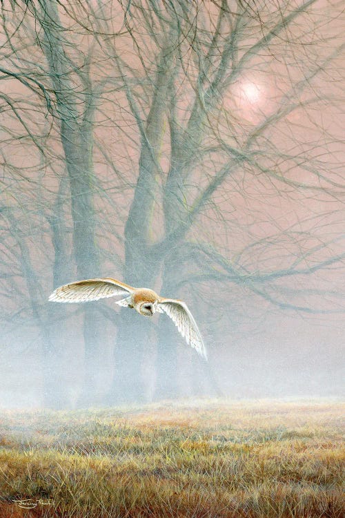 Ghost In The Mist - Barn Owl